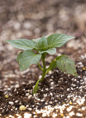 Bell Pepper Plant Just Starting to Grow