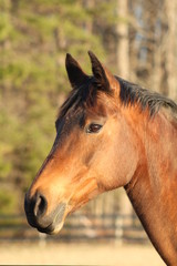 Fototapeta premium Equine poser