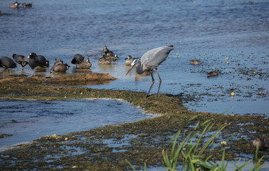 blue heron has spotted something