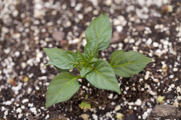 Bell Pepper Plant Just Starting to Grow