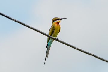 Blue tailed Bee eater