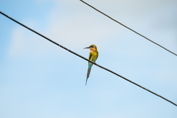 Blue tailed Bee eater