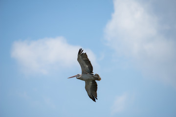 Flying spot billed pelican or grey pelican in Thailand