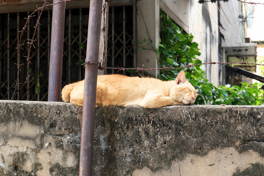 A Cat taking a Nap, in Street