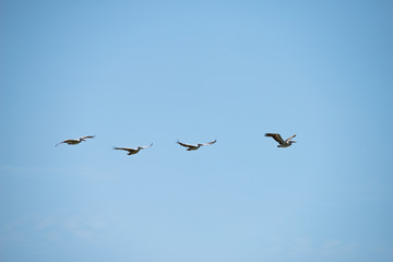 Group of spot billed pelican flying with blue sky in Thailand