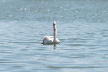 spot billed pelican or grey pelican in Thailand