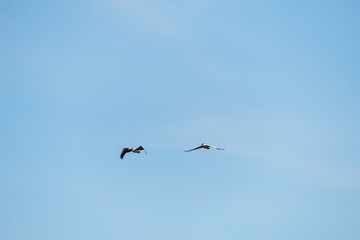 Flying spot billed pelican or grey pelican in Thailand