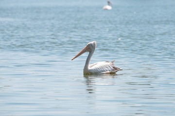 spot billed pelican or grey pelican in Thailand