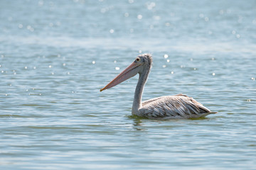 spot billed pelican or grey pelican in Thailand