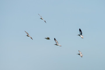 Flying spot billed pelican or grey pelican in Thailand