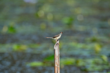 plain prinia  is a small warbler
