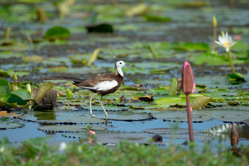 Pheasant-tailed Jacana is the most beautiful waterbird with long tail lived, walk on floating vegetation in shallow lakes
