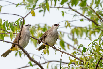 Yellow vented Bulbul