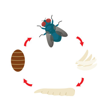 Illustration Life Cycle  Housefly Vector