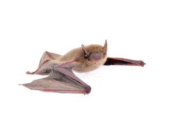The bat on a white background