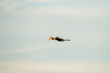 Flying great hornbill at Khao Yai national park, THAILAND
