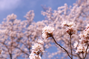 桜　満開