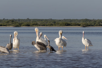 White and brown pelicans and cormoran sunbathing in the river. They take a break after a productive morning of fishing and hunting. 