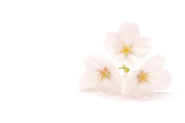 Photo sur Plexiglas Fleur de cerisier Sakura Somei Yoshino Printemps Sur Fond Blanc