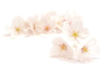 Photo sur Aluminium Fleur de cerisier Sakura Somei Yoshino Printemps Sur Fond Blanc