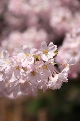 Obraz premium 桜（ジンダイアケボノ）