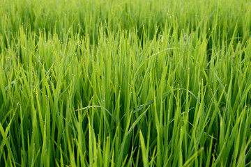 Fototapeta na wymiar Paddy field, Rice farm in Thailand