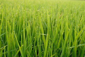 Fototapeta na wymiar Paddy field, Rice farm in Thailand