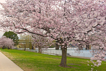 Mature cherry tree at full blossom near the water, Washington DC, USA. A beauty of cherry trees blossoming season.