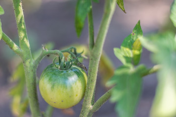 Organic growing, green tomatoes in a rural garden