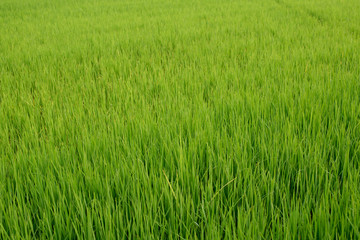 Paddy field, Rice farm in Thailand