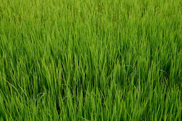Paddy field, Rice farm in Thailand