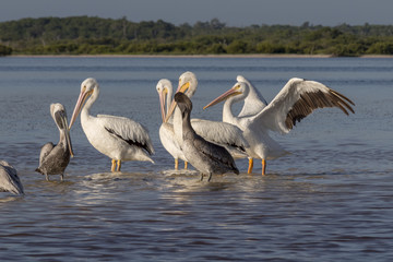 White and brown pelicans sunbathing in the river. They take a break after a productive morning of fishing and hunting. 