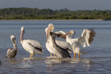 White and brown pelicans sunbathing in the river. They take a break after a productive morning of fishing and hunting. 
