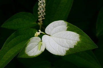 ハンゲショウ./花期になると上部の葉の表面が白く変色した状態です.
