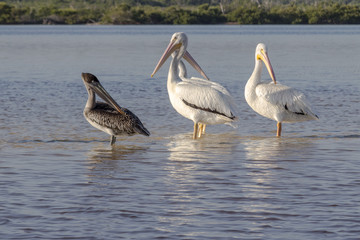 Fototapeta na wymiar White and brown pelicans sunbathing in the river. They take a break after a productive morning of fishing and hunting. 