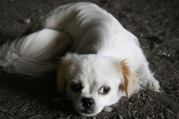 sad white puppy lying on the ground.