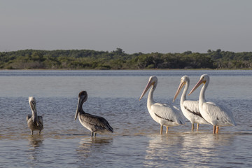 White and brown pelicans sunbathing in the river. They take a break after a productive morning of fishing and hunting. 