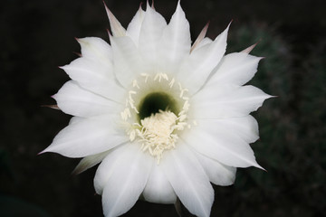 flower blooming from the cactus.