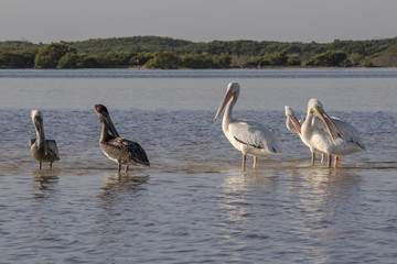 White and brown pelicans sunbathing in the river. They take a break after a productive morning of fishing and hunting. 