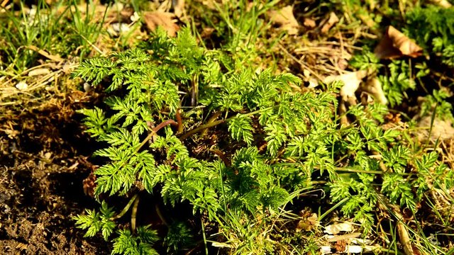 Chervil in a German forest in spring, spice for soups
