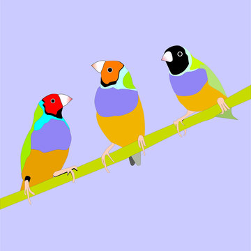 beautiful colorful bird