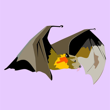 Bat Detail