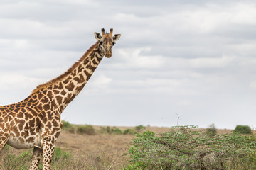 Giraffes half body looking at camera in the open field with sky background and yellow grass.