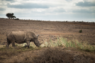 Fototapeta premium One of Big 5 Rhinoceros / a white rhino in the open field grazing with nice sky in national park in Nairobi, Kenya. Africa.