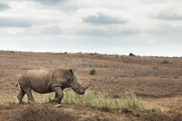 One of Big 5 Rhinoceros / a white rhino  in the open field grazing with nice sky  in national park in Nairobi, Kenya. Africa.