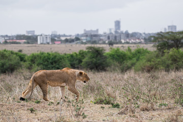 Female lion walking at Nairobi national park in middle of city. The city is background.