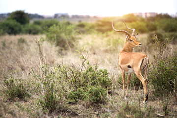 gazelle deer (Africa Deer)  looking back to camera at Nairobi national park in Kenya.
