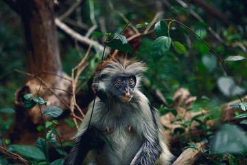 Portrait monkey red colobus dense tropical forest