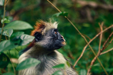 Close up portrait monkey red colobus dense tropical forest