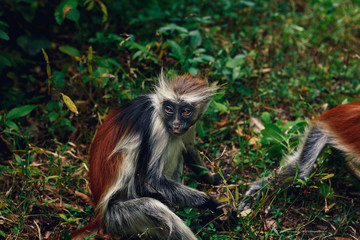 Portrait of monkey red colobus natural environment